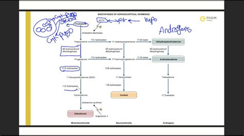 Biosynthesis of adrenocortical hormones - YouTube