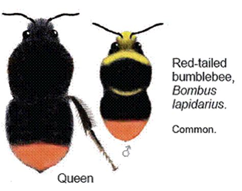 English Plants: BUMBLEBEE IDENTIFICATION