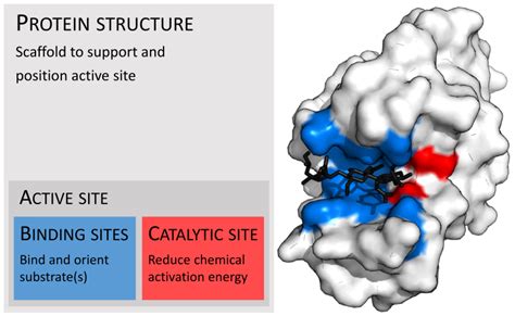 File:Enzyme structure.svg - Wikimedia Commons