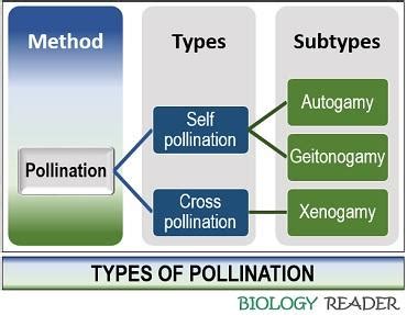 What is Pollination in Flower? Definition, Process, Types & Agents - Biology Reader