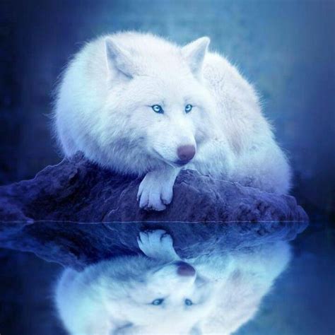 Black Wolf With Red Eye And White Wolf With Blue Eye Wallpaper - Videos ...