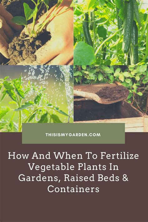 Pin on Fertilizing Vegetables