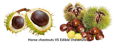 How To Distinguish Horse Chestnuts And Edible Chestnuts? | Rainbow Biotech