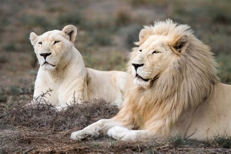 How Many Types of Lion are there? - Discovery UK