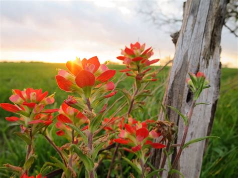 Indian Paintbrush, another Texas wildflower | No Place But Texas | Pinterest | Indian paintbrush ...