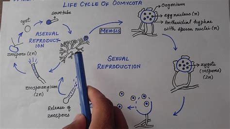 Oomycota - Life Cycle Of Phytophthora Infestans - YouTube