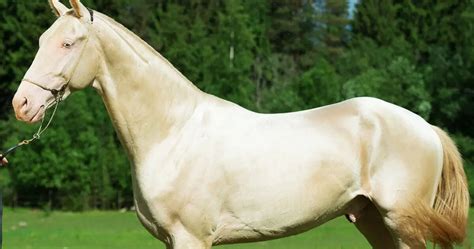 Akhal Teke Horse Breed Info & Facts