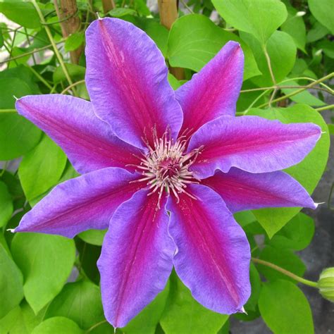 Clematis Vines – Wekiva Foliage