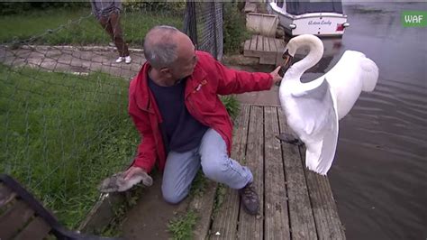 Baby swan saved: Man attacked by angry dad swan during rescue - ABC13 ...