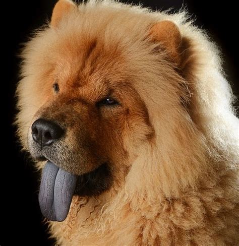 5 Most Popular Dog Breeds in China | PetHelpful