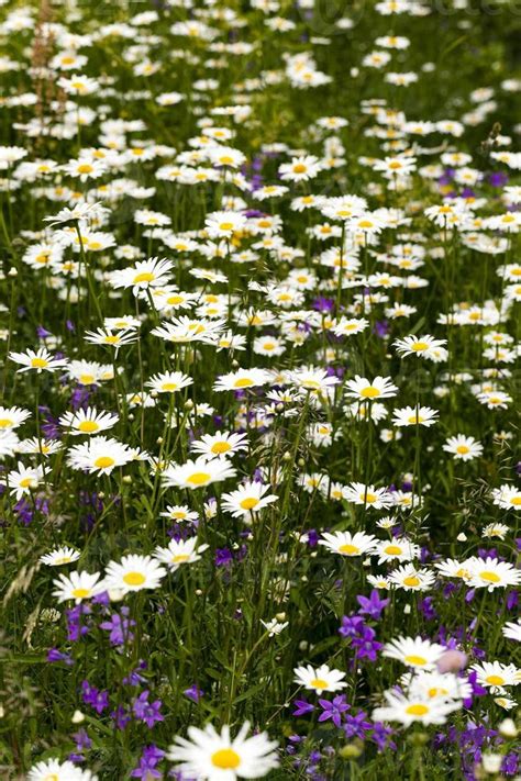 white daisy , flowers. 9455736 Stock Photo at Vecteezy