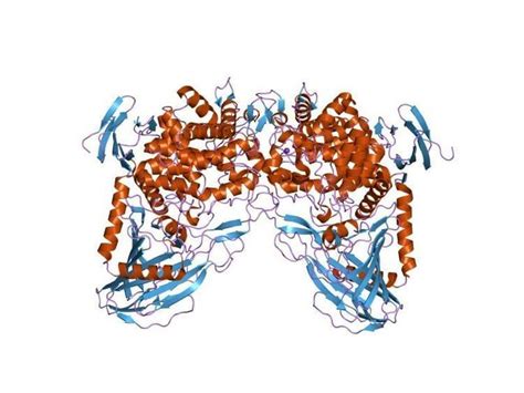 Glycoside hydrolase family 65 - Alchetron, the free social encyclopedia