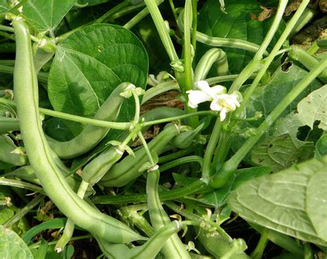 Growing Snap Beans Plant | General Planting & Growing Tips – Bonnie Plants