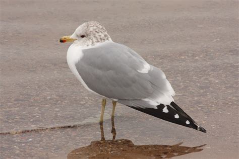 California Gull | Audubon Field Guide