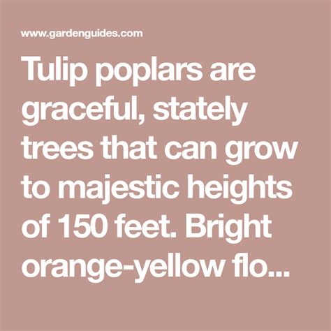 Tulip poplars are graceful, stately trees that can grow to majestic heights of 150 feet. Bright ...