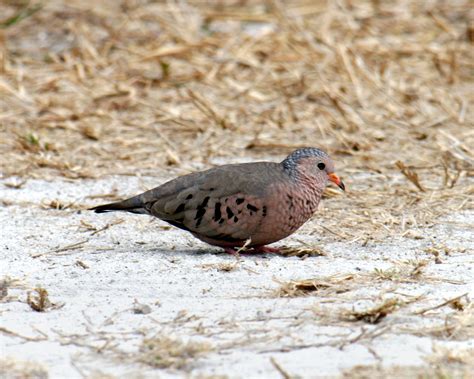 Common ground-dove. (Charlie Banks) #photography #florida #sanibel #birds #dove #grounddove ...