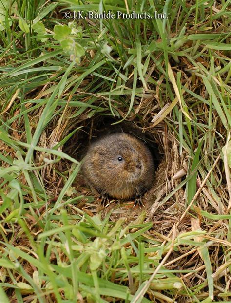 Voles - Bonide