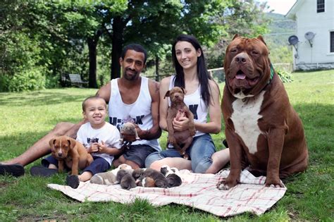 THE world's biggest pitbull cuddles up to his adorable new litter - valued at a whopping half-a ...