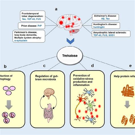 A schematic view of the mainly hypothesized neuroprotective... | Download Scientific Diagram