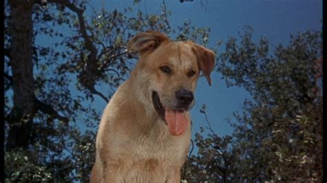 Image - Old Yeller pic. 17.jpg | Disney Wiki | FANDOM powered by Wikia