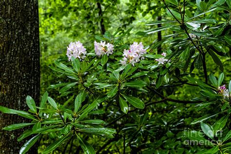 West Virginia State Flower Photograph by Thomas R Fletcher - Fine Art America