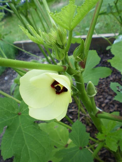 A Beginner's Garden: Okra blooms