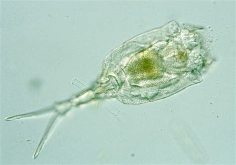 Rotifers - KES Science Wiki