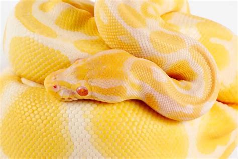 Albino Ball Python Care Sheet, Price, Breeding & Colors - Everything ...