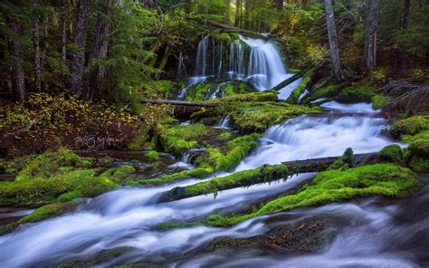 Fast Mountain River Waterfall Pine Forest, Fallen Trees And Green Moss ...