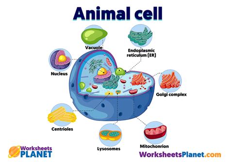 Animal Cell Science