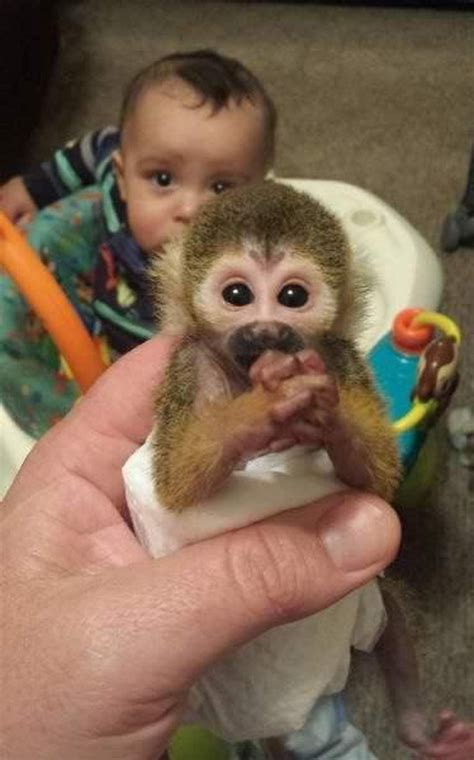 City says no way to woman's pet squirrel monkey - mlive.com