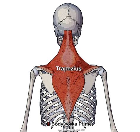 Trapezius Muscle Anatomy - Bodyworks Prime