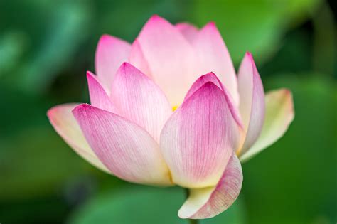 Selective focus photography of pink lotus flower HD wallpaper ...