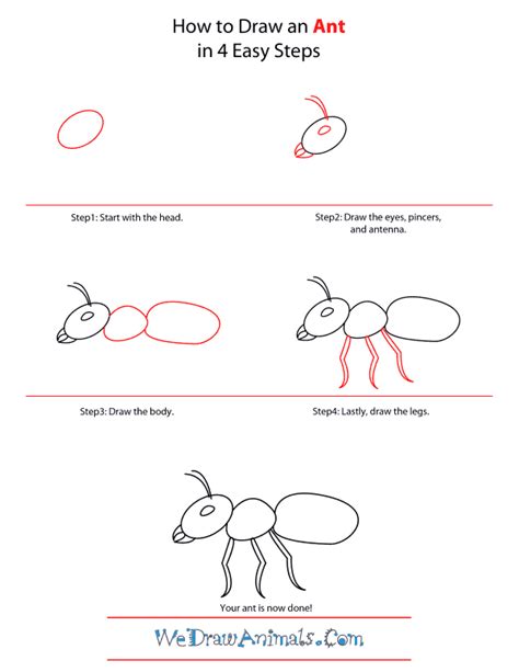 How to Draw an Ant