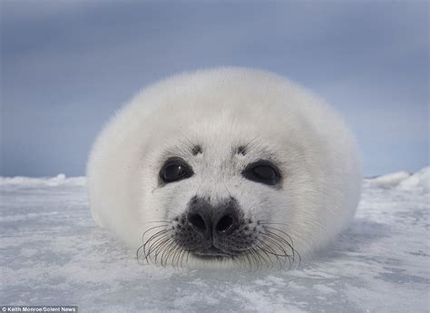 It's not too cold is it mum? Cute baby seal tests the temperature of the water by cautiously ...