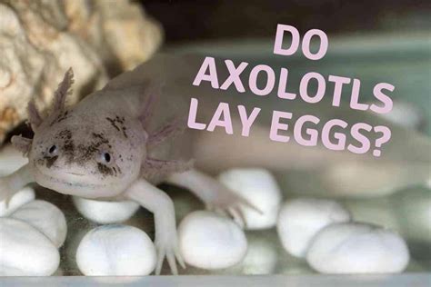 Do Axolotls Lay Eggs? [And Why It Matters!] - Embora Pets