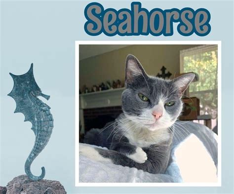 Seahorse – Team Cat Rescue