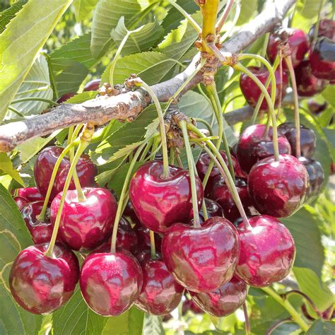 Bing Cherry Tree for Sale - Enjoy Fresh and Juicy Cherries from Your ...