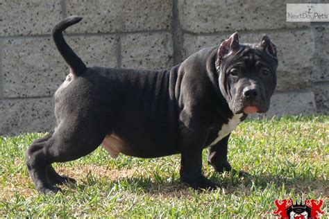 American Bully Puppy For Sale For 800 Gottiline Bullseye Puppies | HD ...