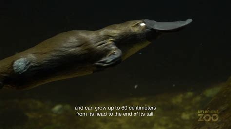 natural big view: Interesting Facts About Platypus