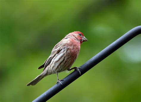 Free House Finch (male) Stock Photo - FreeImages.com