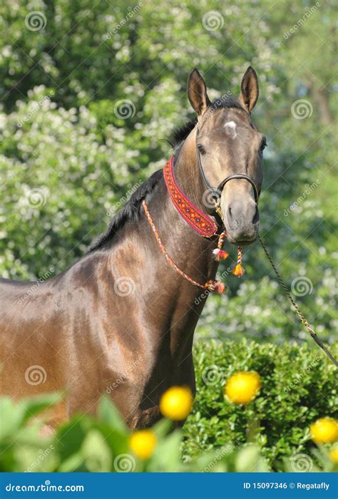 Portrait of Akhal-teke Stallion Stock Photo - Image of beauty, teke ...