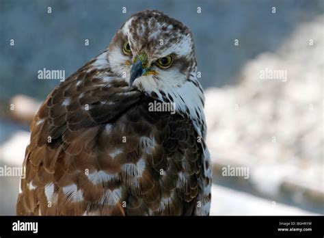 Juvenile African Goshawk (Accipiter tachiro) at Eagle Encounters, Spier ...