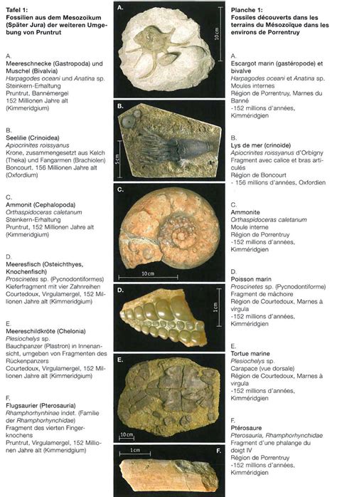 Typical Late Jurassic fossils from excavations on Highway A16. The... | Download Scientific Diagram