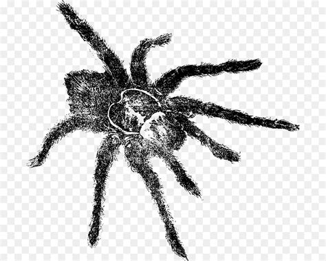 Tarantula, Laba Laba, Gambar gambar png