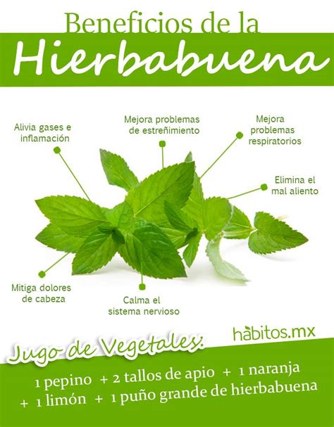 Beneficios de la Hierbabuena – Hábitos Health Coaching