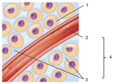 Fluid Compartments Diagram | Quizlet