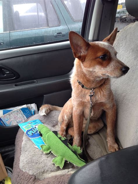 Corgi Red Heeler Mix Puppies - a blue heeler / corgi cross :) 2 de mis razas favoritas juntas ...