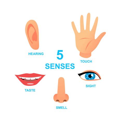 80+ Nose Diagram Smell Stock Illustrations, Royalty-Free Vector ...