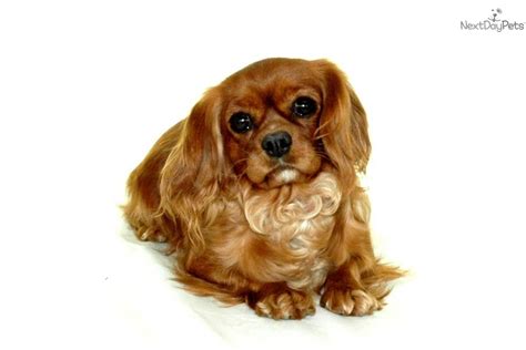 Cavalier King Charles Spaniel puppy for adoption near | 588606fd-7922